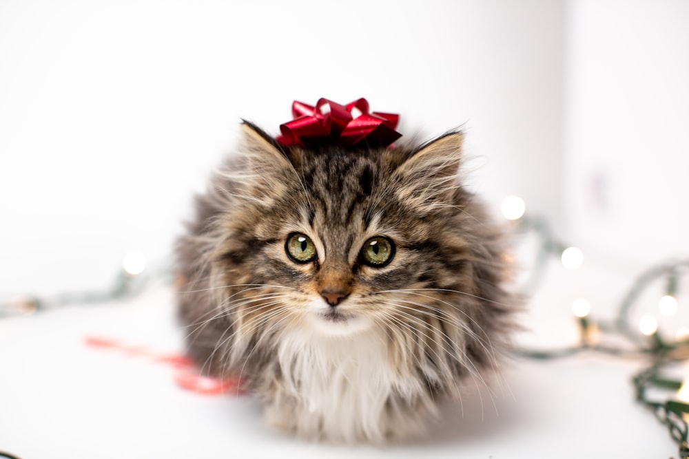 brown and white long fur cat with red ribbon