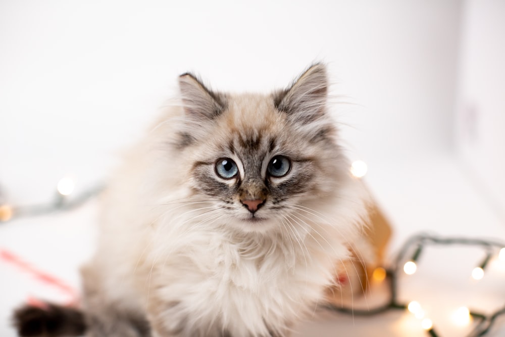 white and brown long fur cat