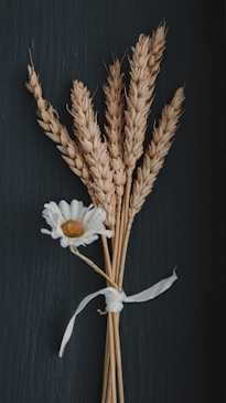 white flower on brown wheat