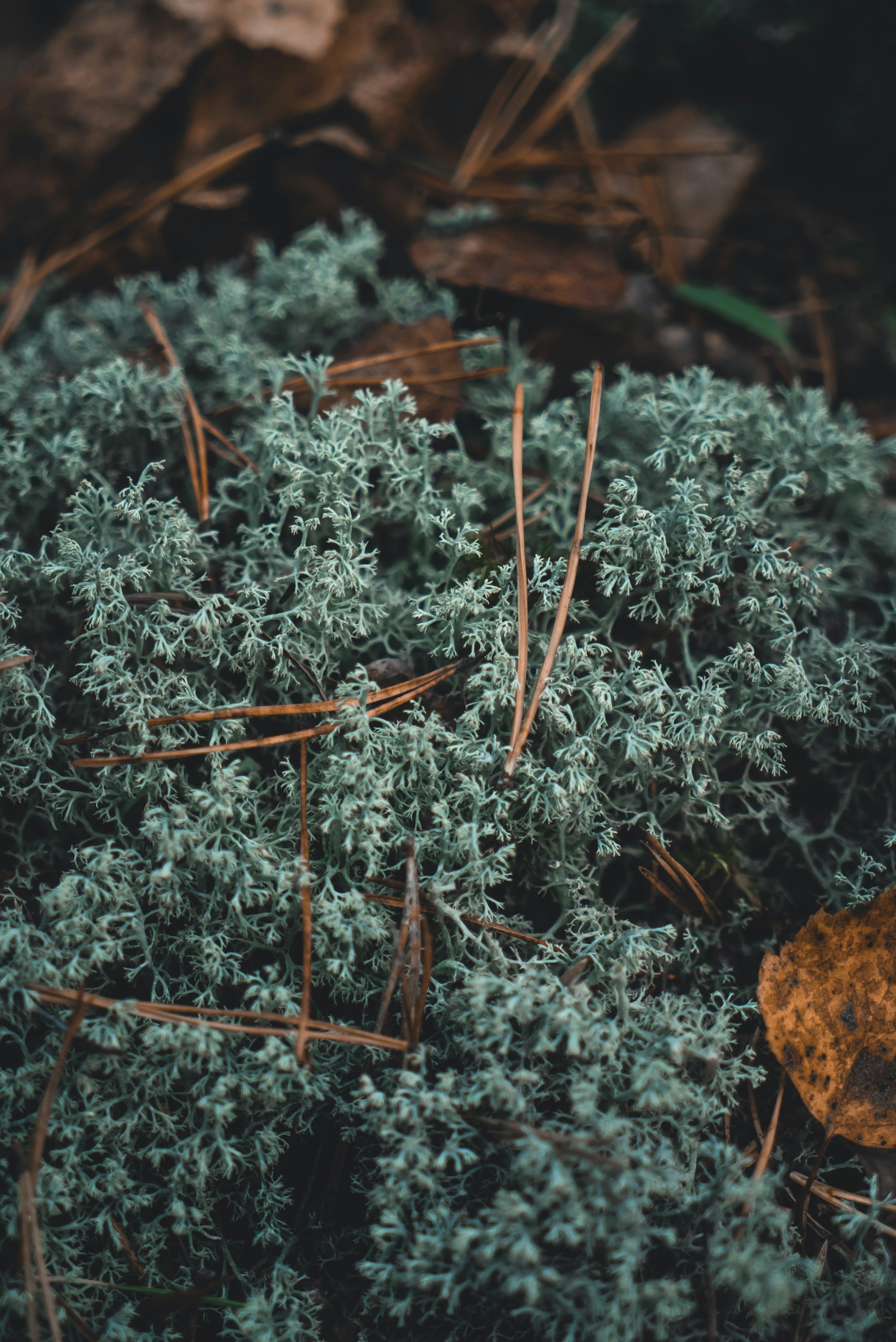 green and white plant on brown soil