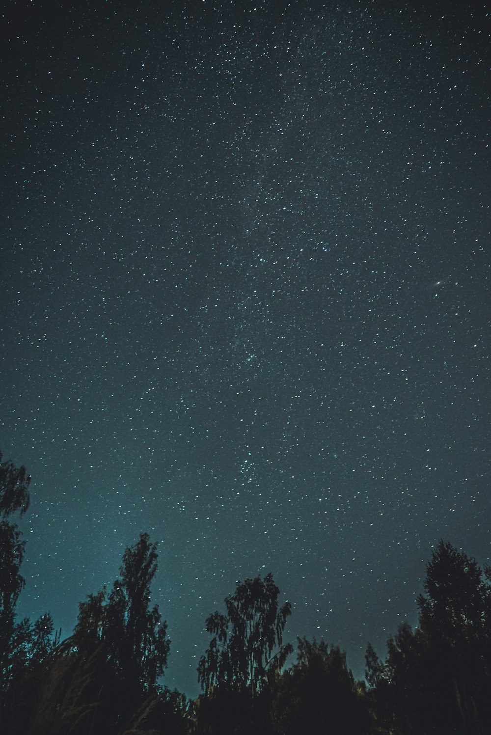 silhouette of trees under starry night