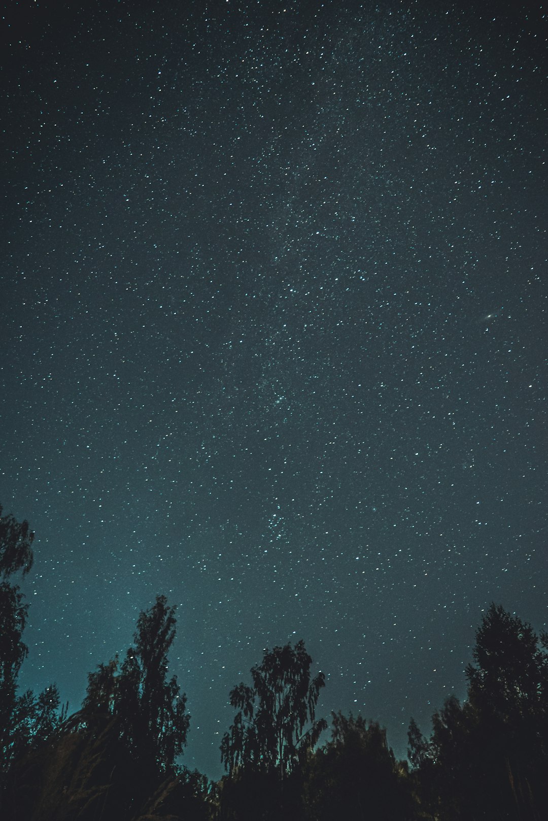 silhouette of trees under starry night