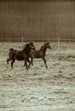 Side view of the girls holding reins tightly as the horse runs freely.