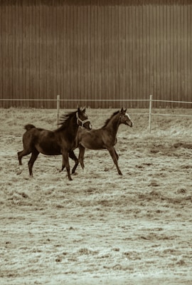 Two horses with bridles are running side by side on a grassy field enclosed by a wooden fence. The background consists of a tall wooden wall, and the image has a sepia tone.