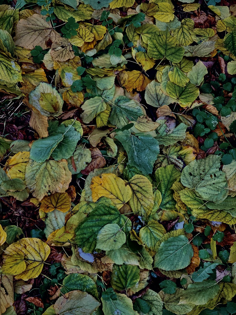 hojas verdes y amarillas en el suelo