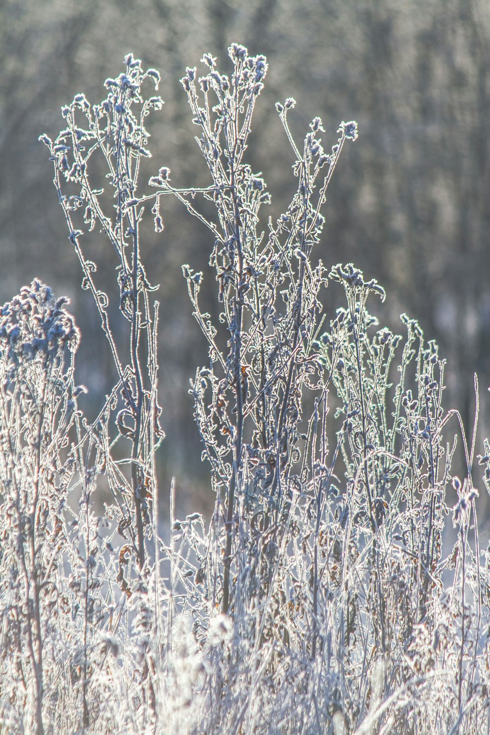 Blaue Blumen in der Tilt-Shift-Linse