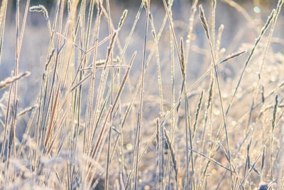 brown wheat field during daytime frosty teams background