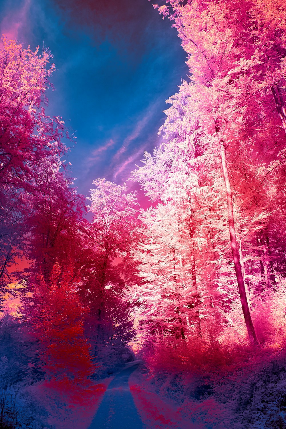 red and brown trees under blue sky