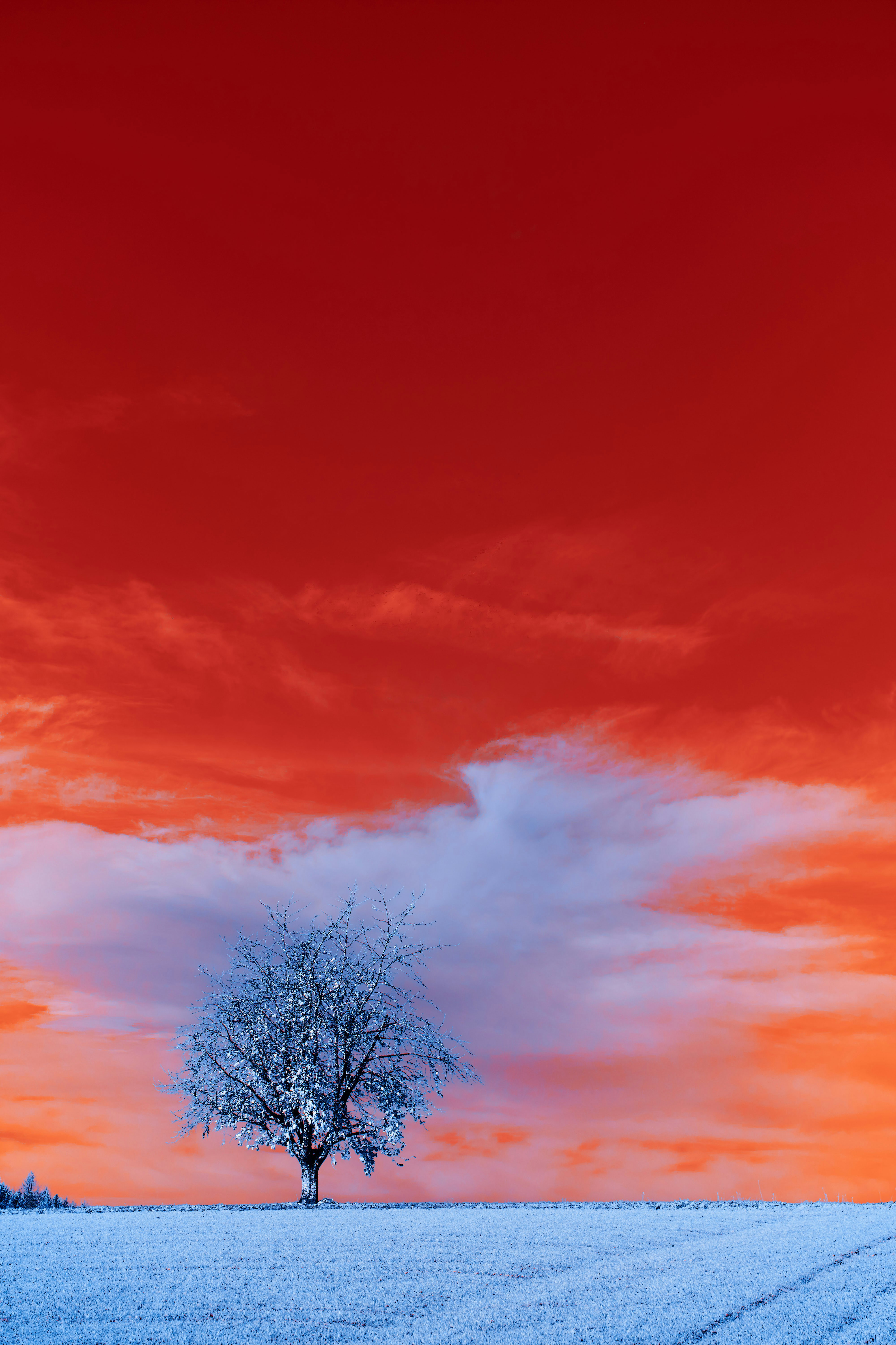 Photo by wolfgang_hasselmann