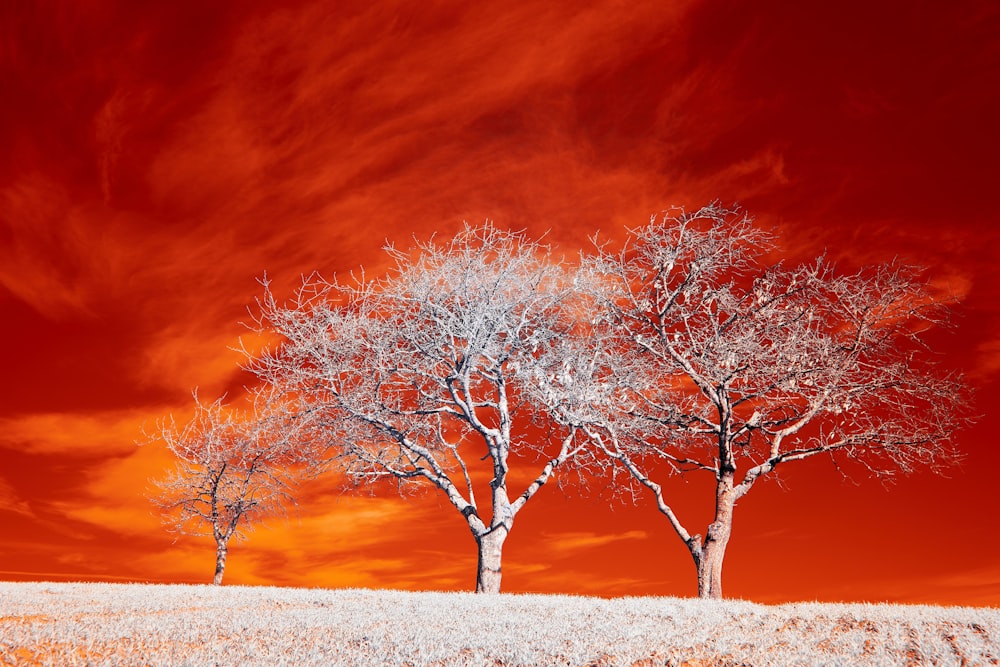 leafless tree on brown field under blue sky during daytime