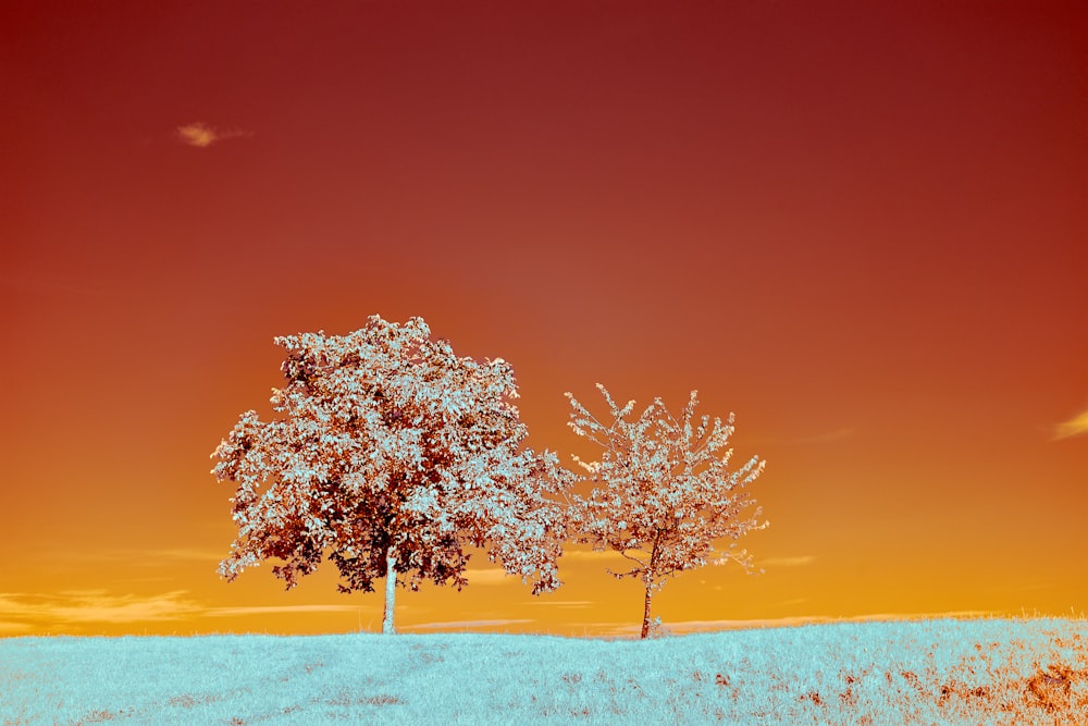 árbol marrón en campo marrón bajo el cielo azul durante el día