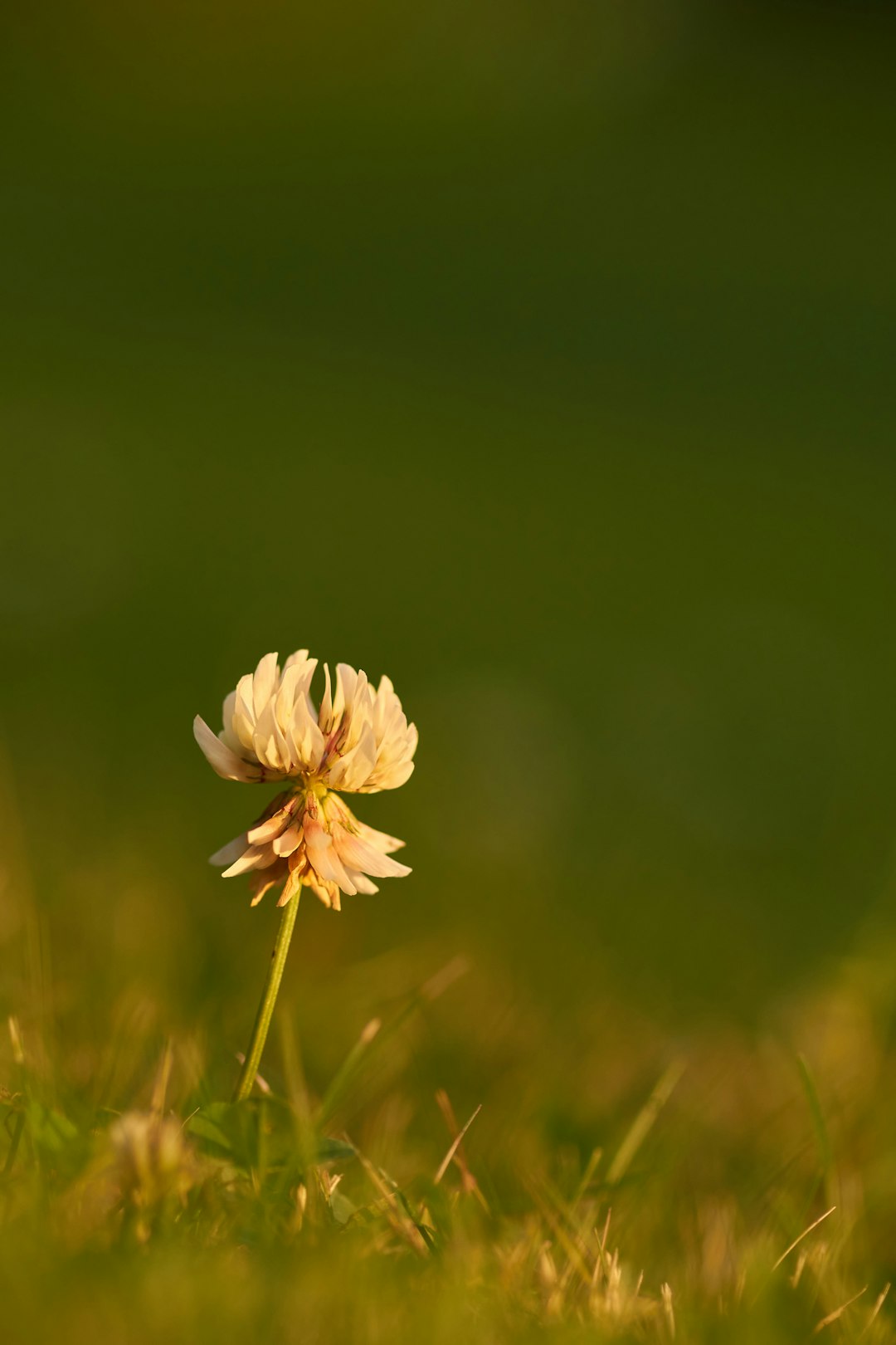 yellow flower in tilt shift lens