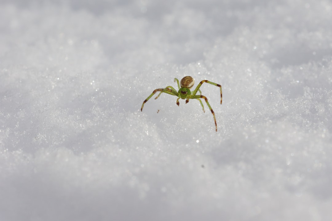 green spider on white snow