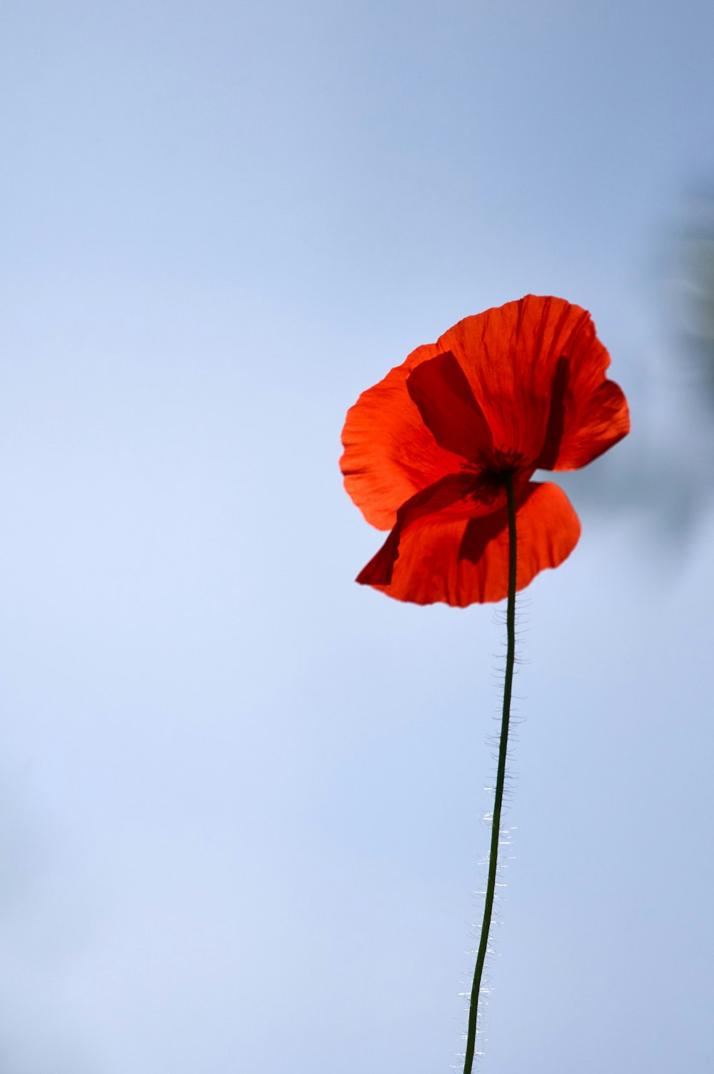 red poppy in bloom during daytime