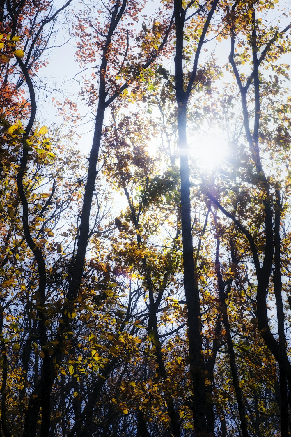 Il sole splende tra gli alberi della foresta