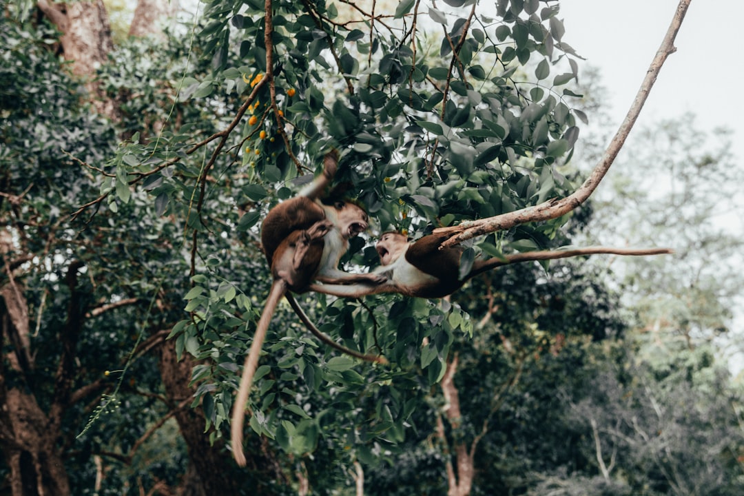 brown monkey on tree branch during daytime