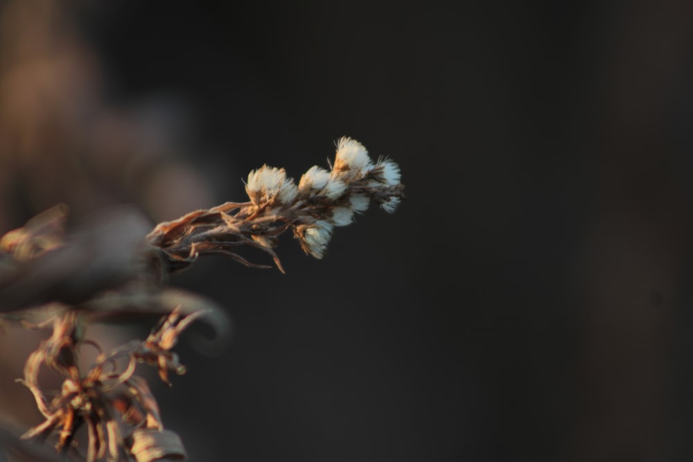 white flower in tilt shift lens