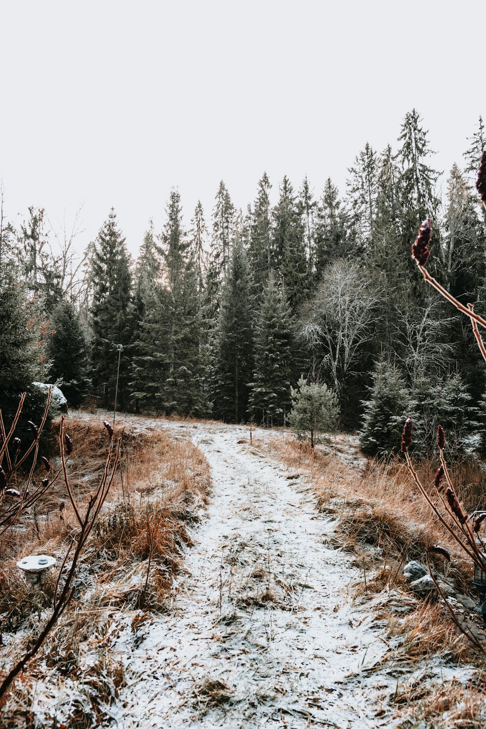 Sentier enneigé entre les arbres pendant la journée