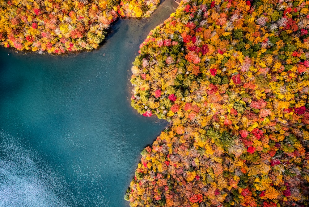 aerial view of green and yellow trees beside body of water during daytime