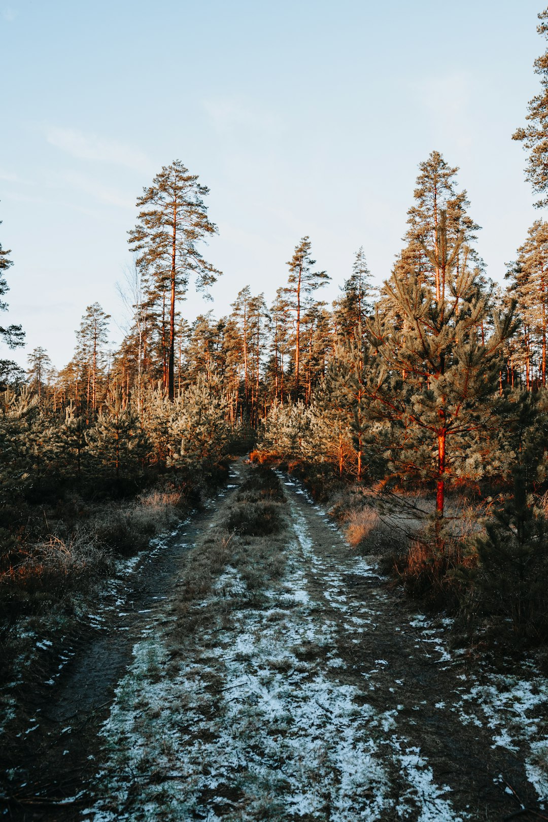 brown trees on gray dirt road during daytime