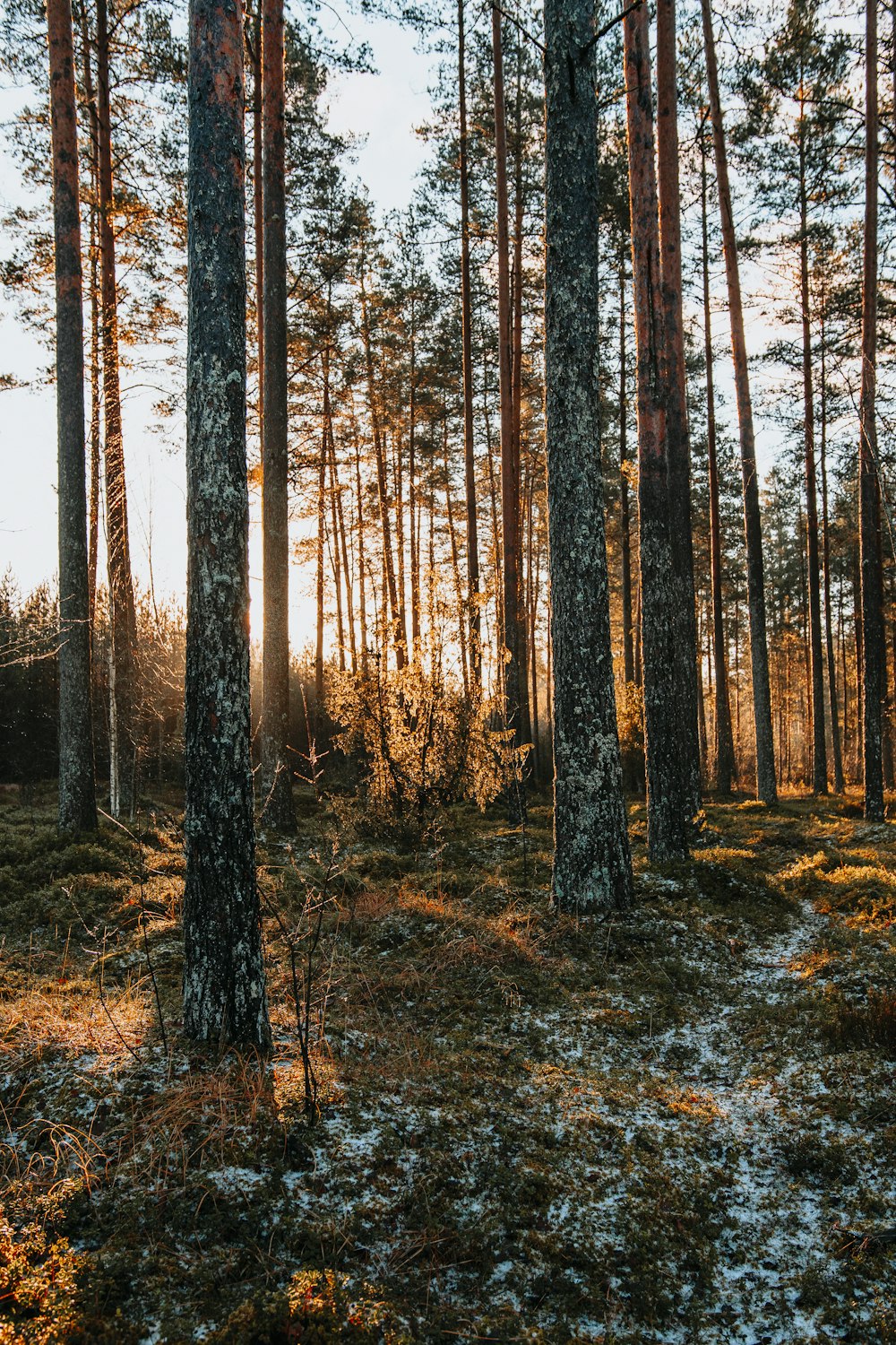 brown trees on brown grass field during daytime