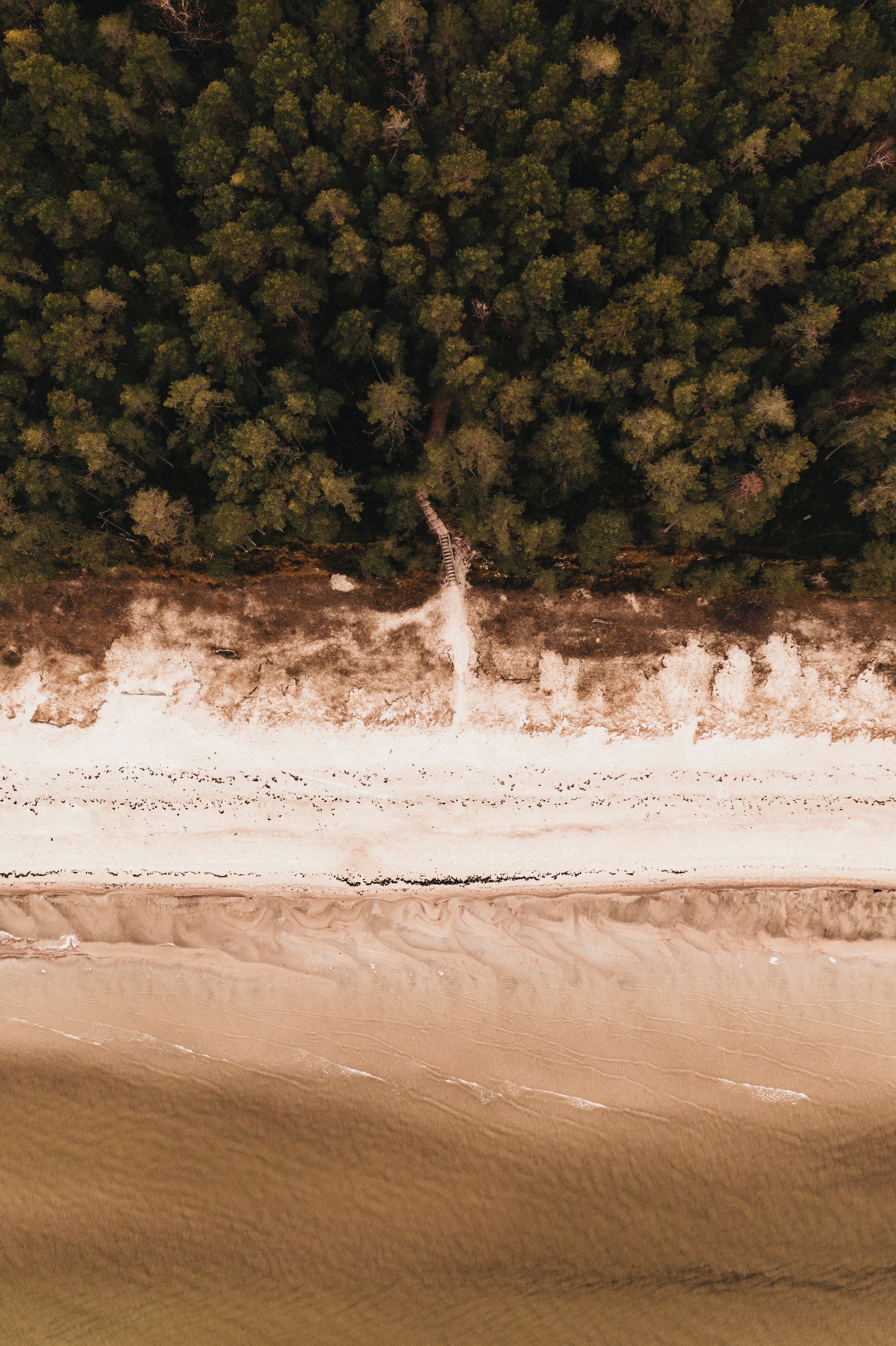 green-trees-on-brown-sand-beach-during-daytime