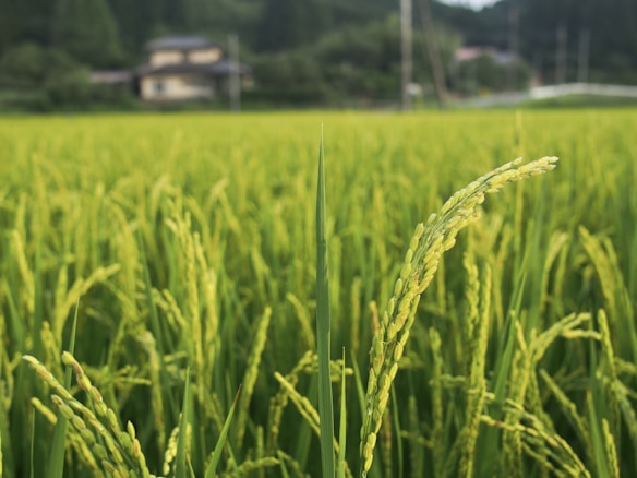 A lush, green rice field with ripe stalks of rice in the foreground, set against a blurred backdrop of rural buildings and a forested area.