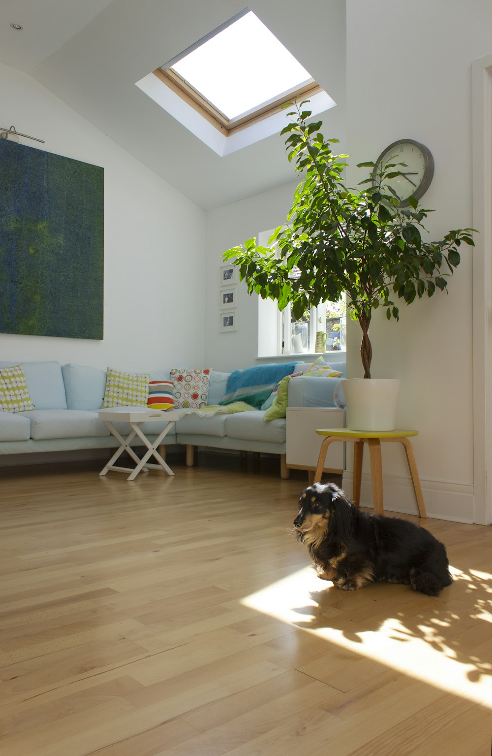 black and brown short coated dog lying on brown wooden floor