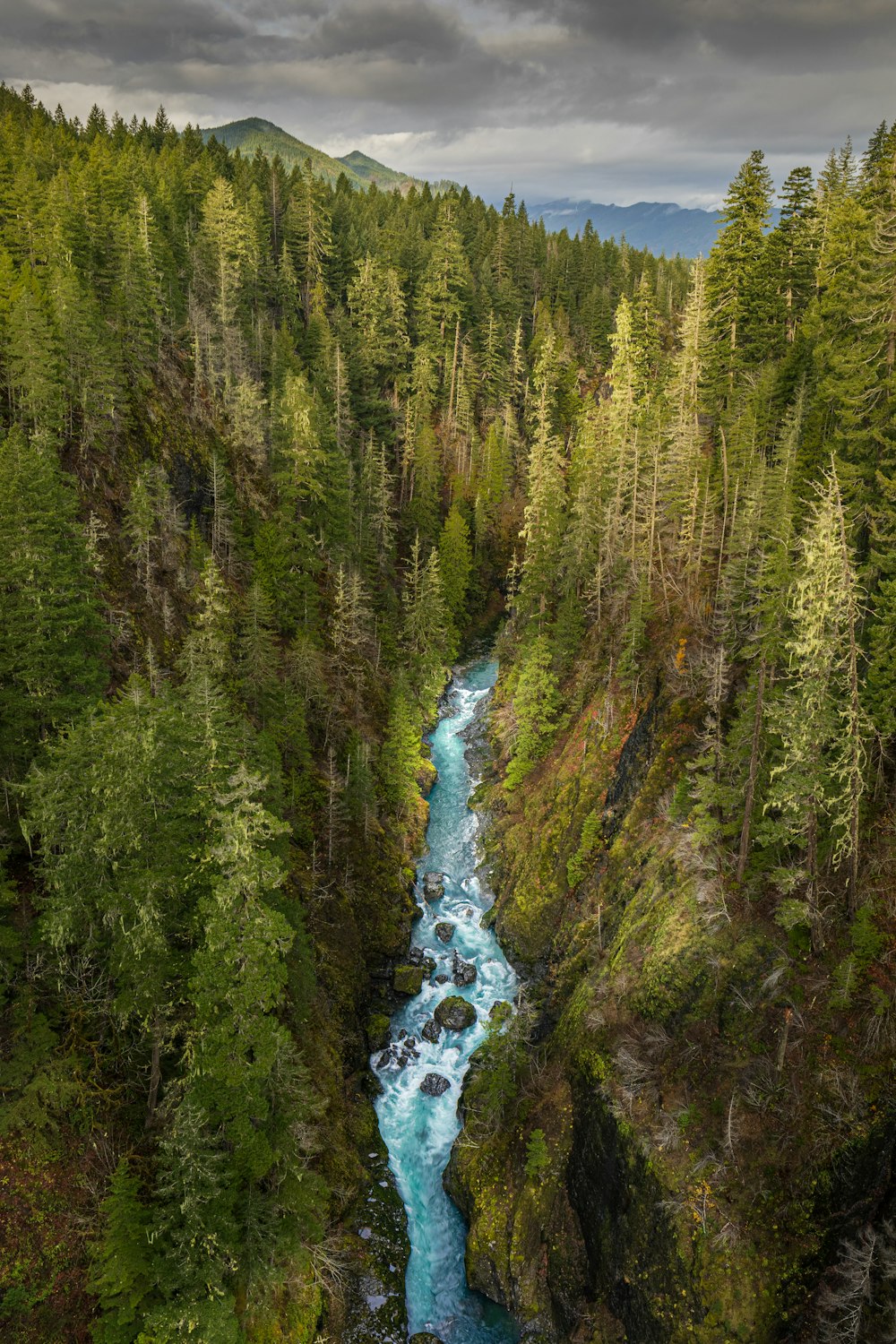 river in the middle of forest during daytime