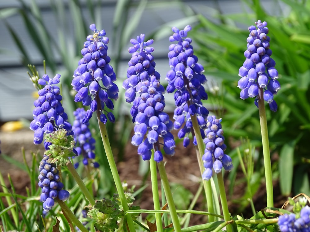 purple flower in close up photography