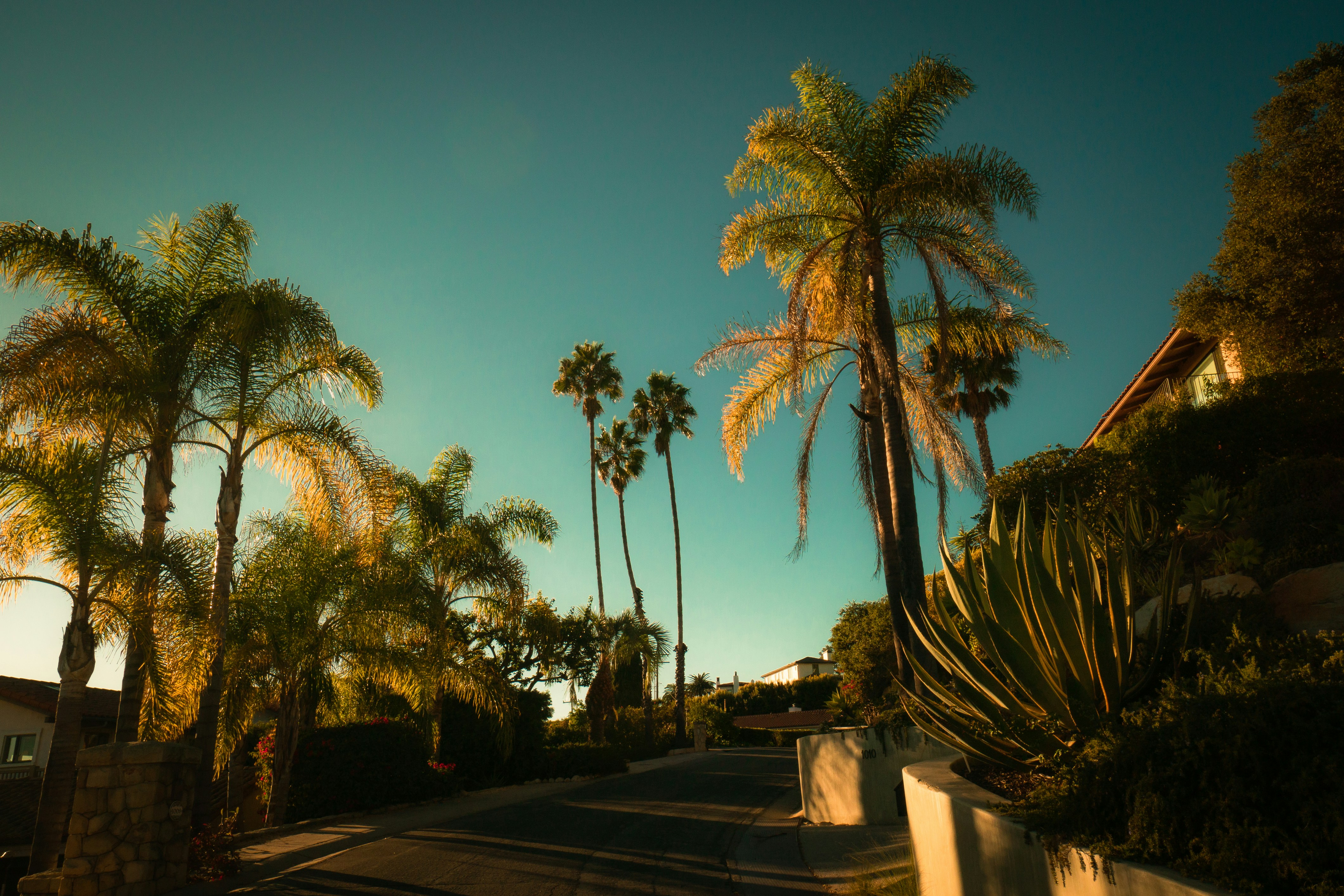 Palmen in der Nähe der Straße während des Tages