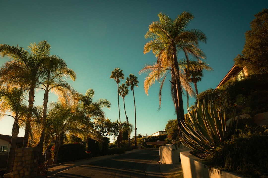 palm trees near road during daytime