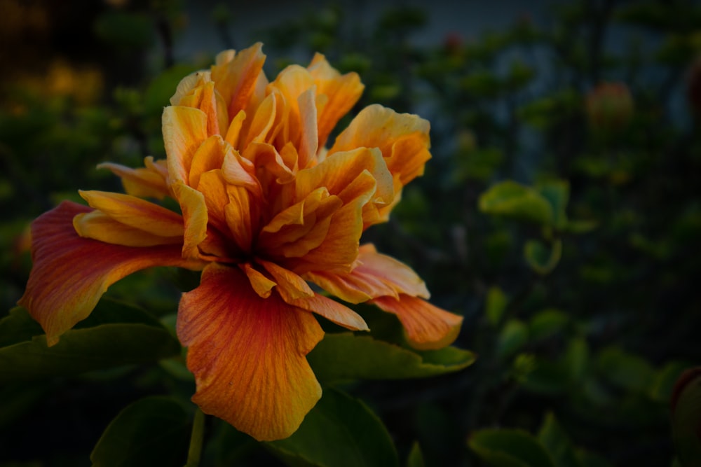 orange flower in tilt shift lens