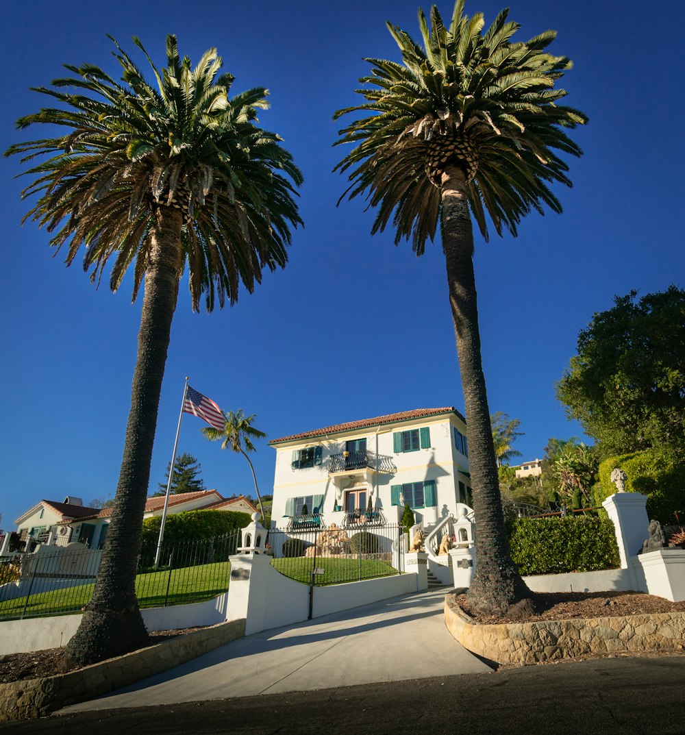 palm tree near white concrete building