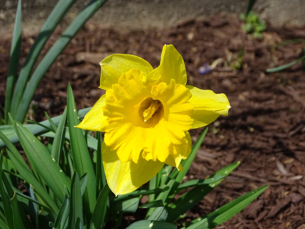 yellow flower in bloom during daytime