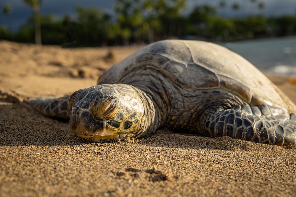 tartaruga preta e marrom na areia marrom durante o dia