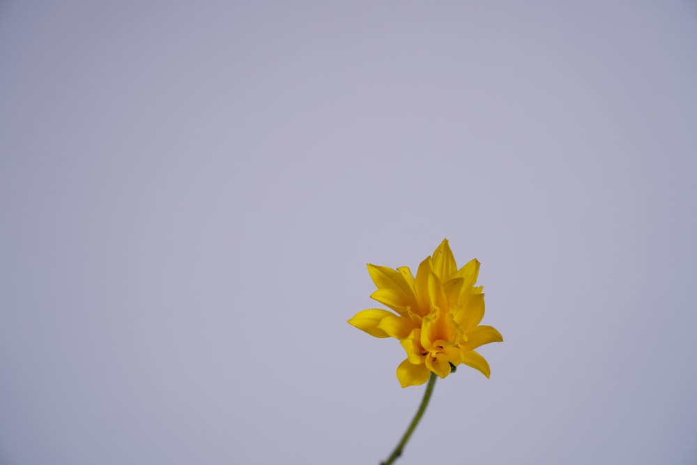 yellow flower in white background