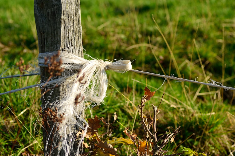 white feather on gray metal fence