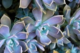 A close-up view of several succulent plants with thick, fleshy leaves arranged in a rosette pattern. The leaves exhibit shades of green, blue, and purple, with a slightly glossy texture. Some leaves have pointed tips, and the plants are densely packed together.
