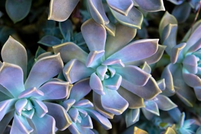 A close-up view of several succulent plants with thick, fleshy leaves arranged in a rosette pattern. The leaves exhibit shades of green, blue, and purple, with a slightly glossy texture. Some leaves have pointed tips, and the plants are densely packed together.