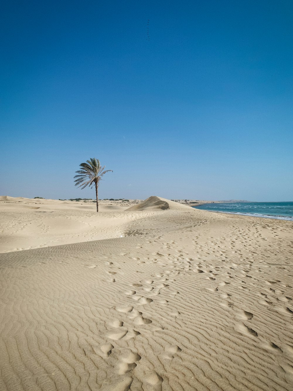 palm tree on white sand beach during daytime