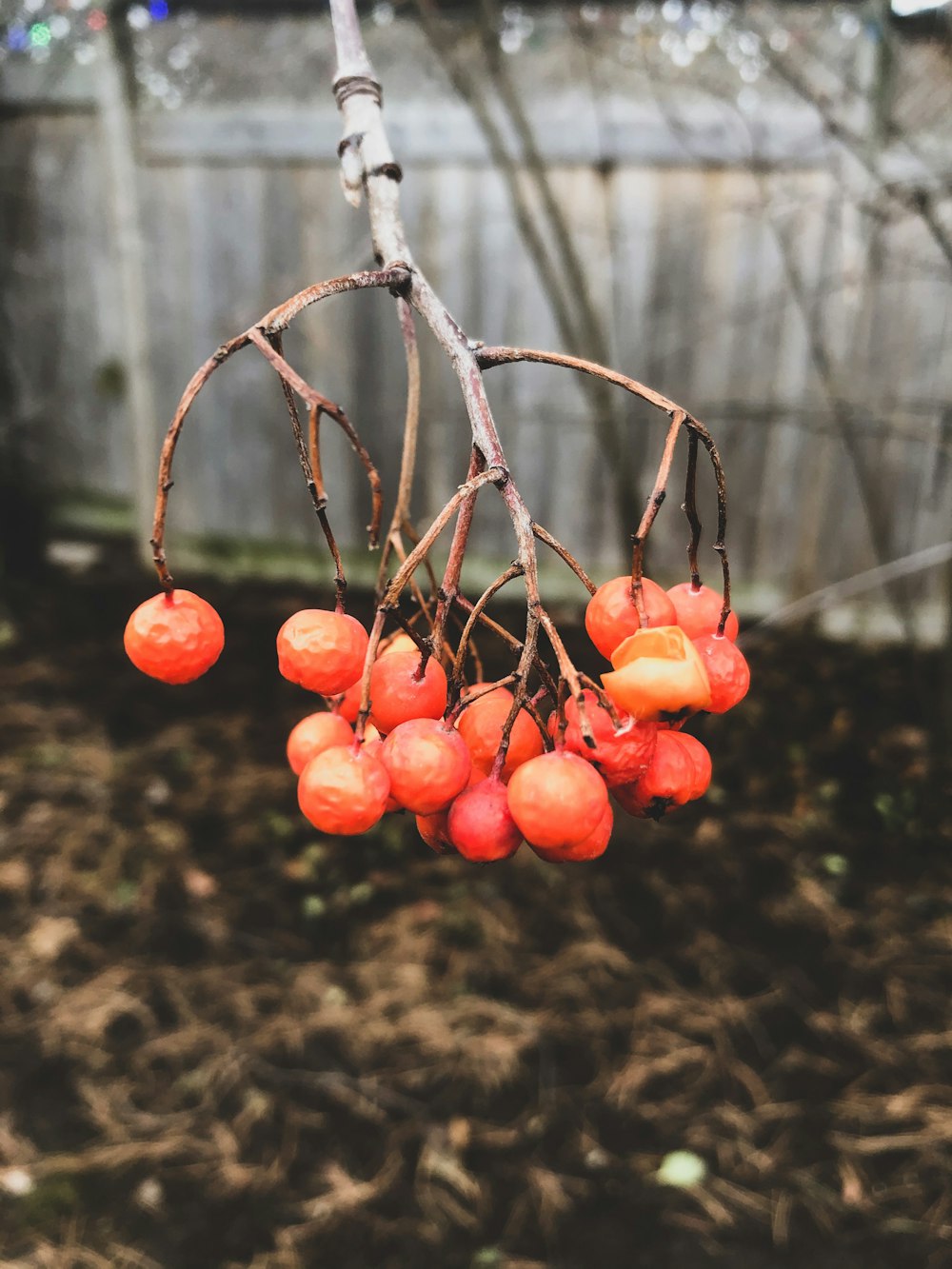 orange fruits on brown tree branch