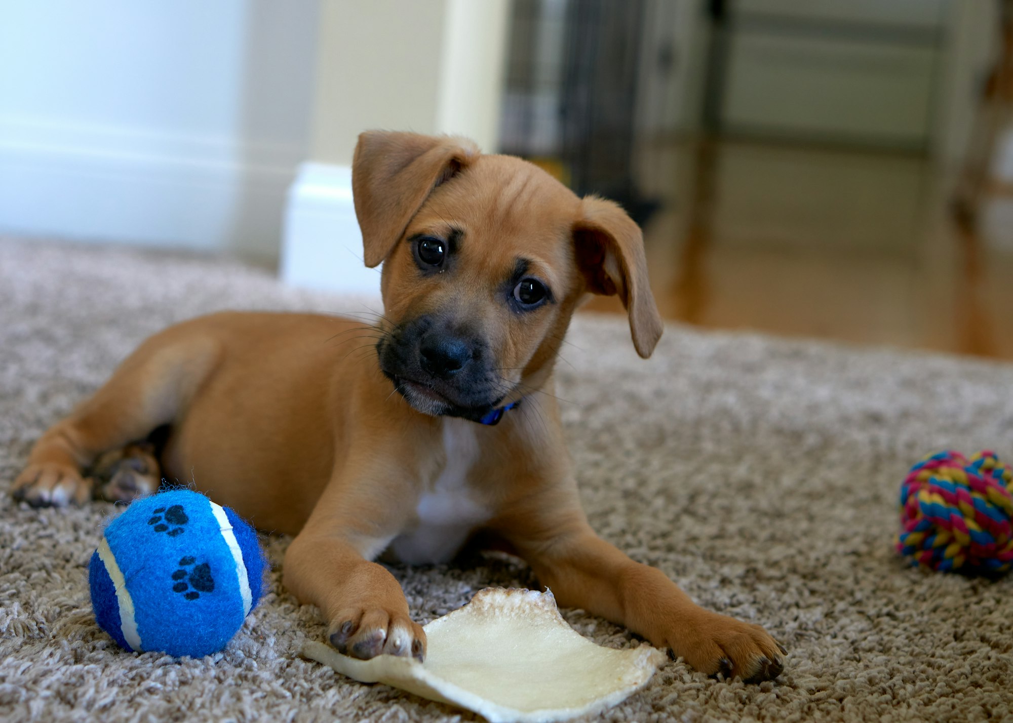 Top 5 ways a toy can stimulate the senses of a bored dog