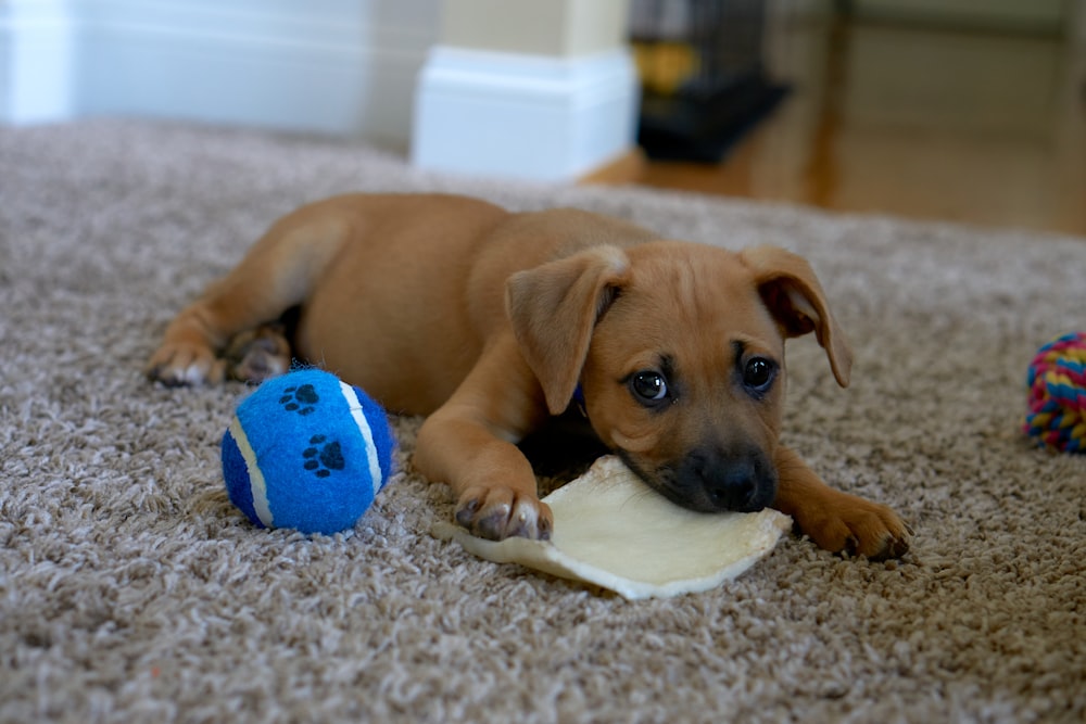 brown short coated dog lying on gray carpet