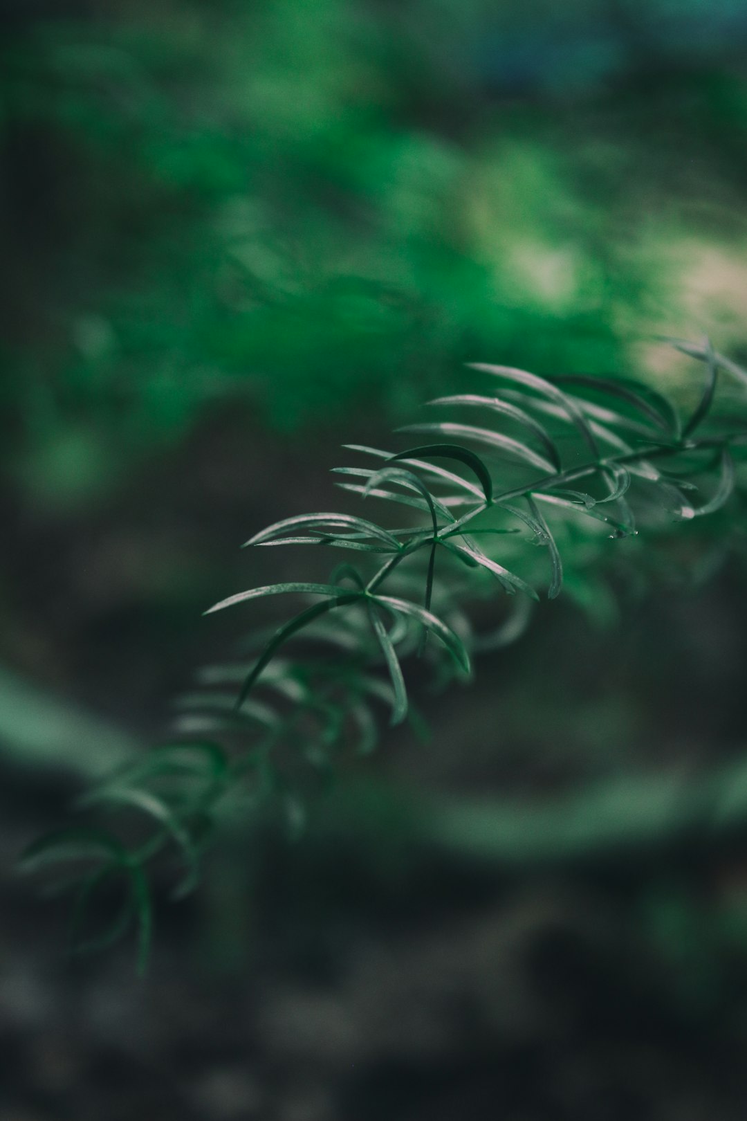 green plant in close up photography