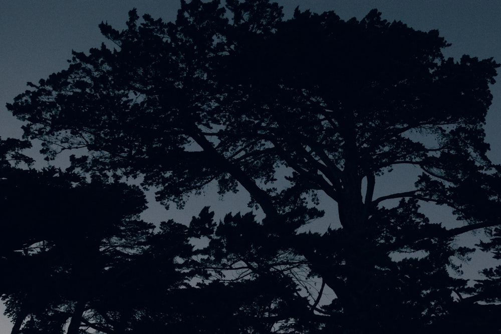 silhouette of tree during night time