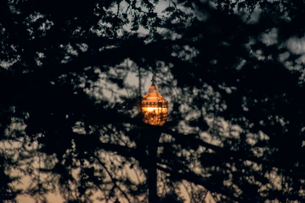 lighted lamp post under tree