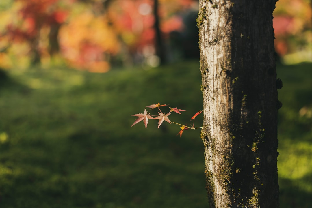 brown maple leaf on brown tree trunk