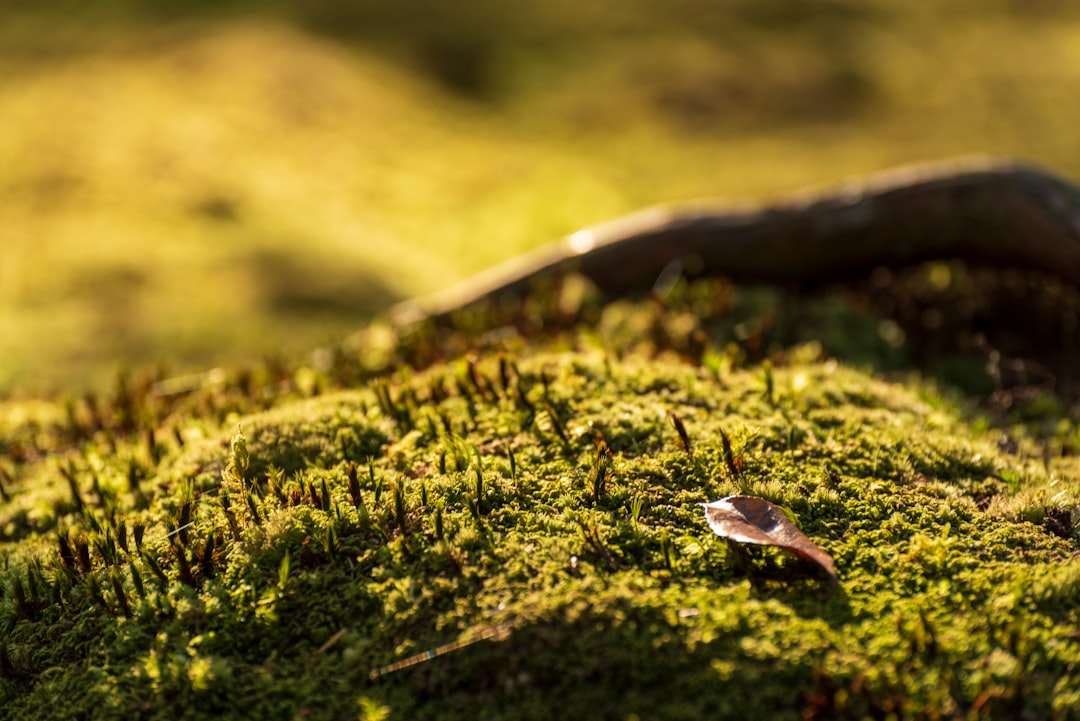 water drop on green moss in tilt shift lens