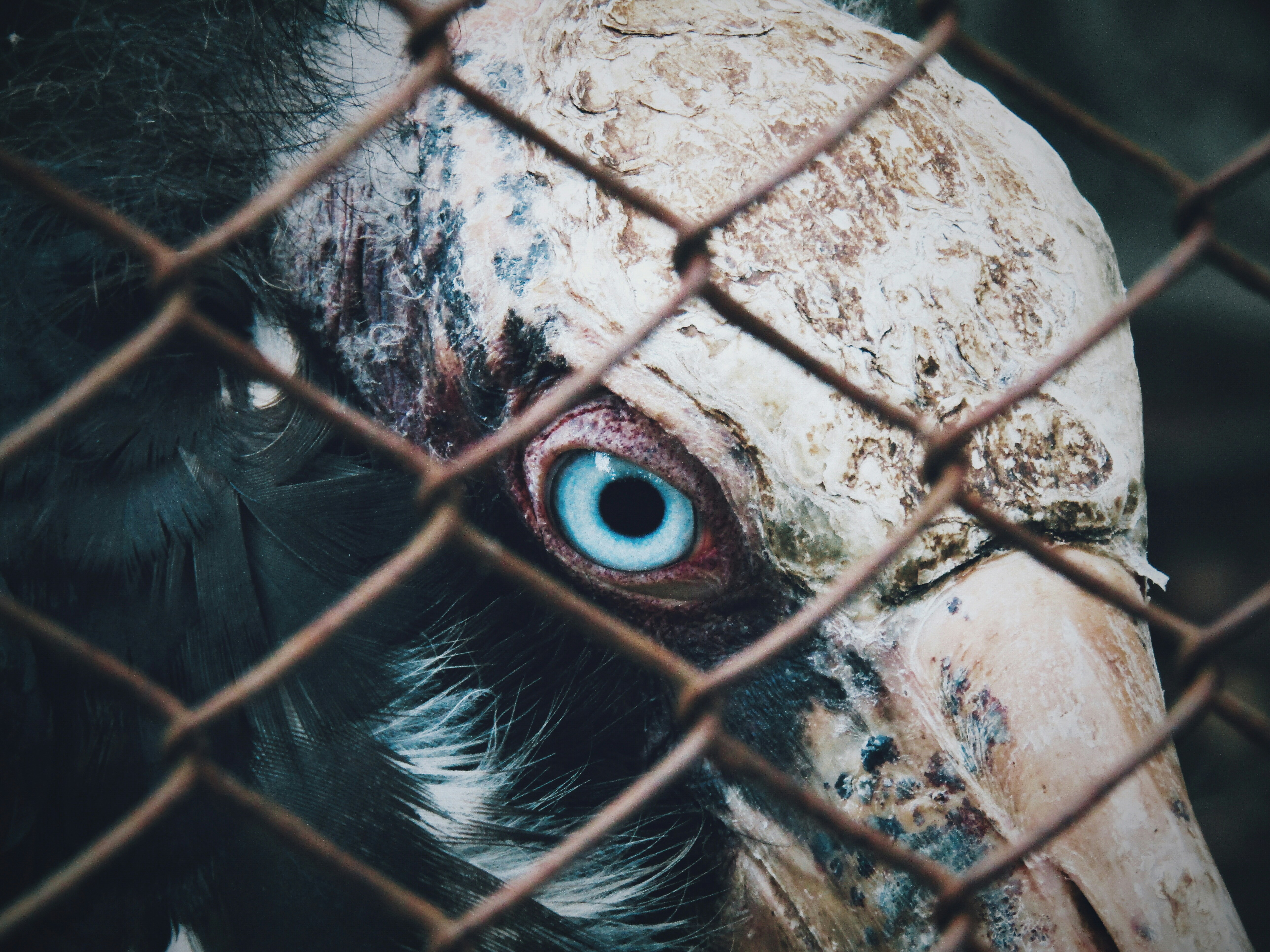 Bird Eye Care Tips for Healthy Vision Guide